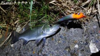 �����Х�