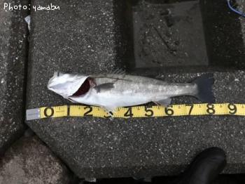 �����Х�