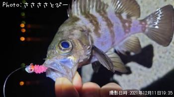 ��Х������