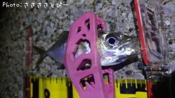 ��Х������