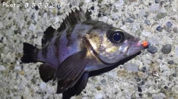 ��Х������