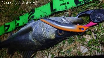 �����Х�