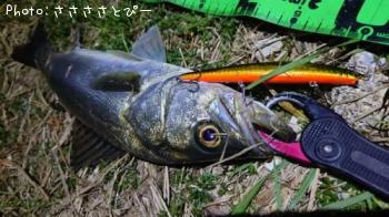 �����Х�