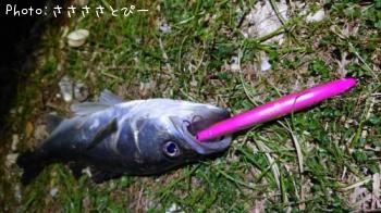 �����Х�