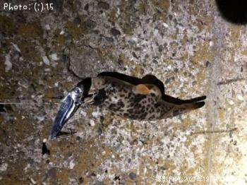 �����ա�