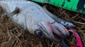 �����Х�������