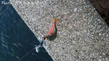 �����Х�������