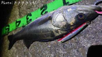 �����Х�