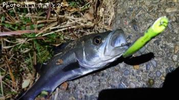 �����Х�