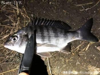 ��������Х롢�������