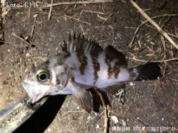 ��������Х롢�������