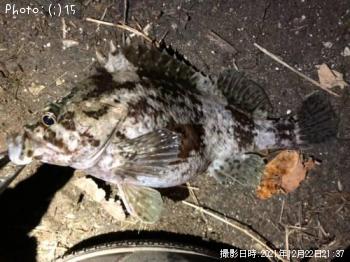 ��������Х롢�������