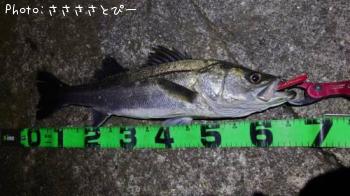 �����Х�