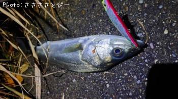 �����Х�