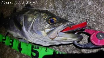 �����Х�