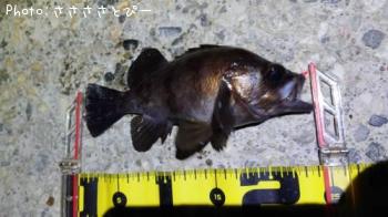 ��Х�������Х�������