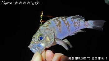 ��Х�������Х�������