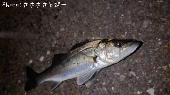 ��Х�������Х�������