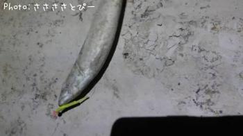 ��Х�������Х�������