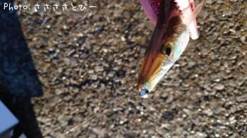 ���ޥ����������