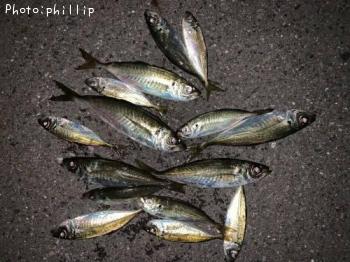 ��������Х롢������