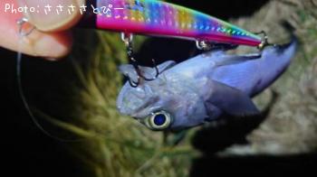 ¥·¡¼¥Ð¥¹¡õ¥á¥Ð¥ë