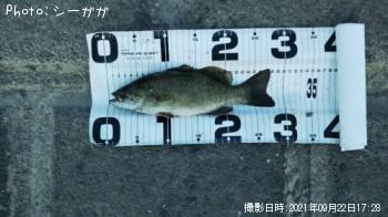 ¥¹¥â¡¼¥ë¥Þ¥¦¥¹