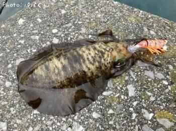 �����ꥤ��