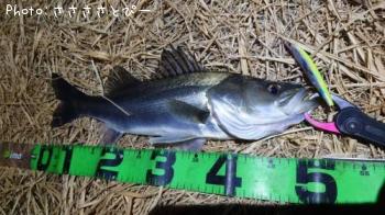 �����Х�