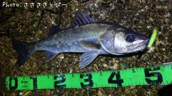 �����Х�