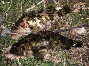 ¥¿¥±¥Î¥³¥á¥Ð¥ë