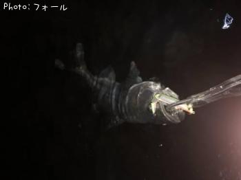 �����Х�