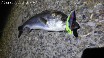 �����Х�