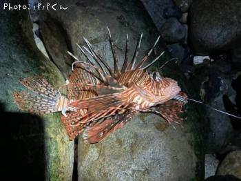 �ߥΥ�����