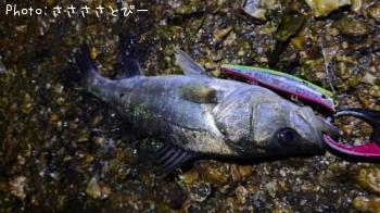 �����Х�