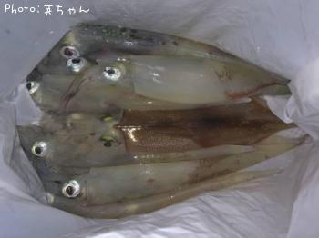 ¥ä¥ê¥¤¥«¡ª