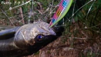 �����Х�