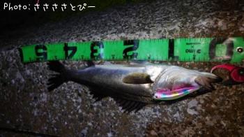 �����Х�