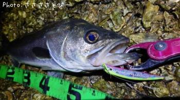 �����Х�