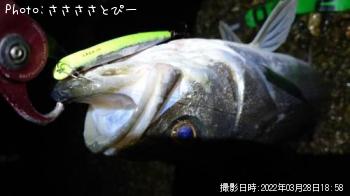 �����Х�