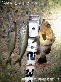 ¥á¥Ð¥ë¡õ¥¢¥¸