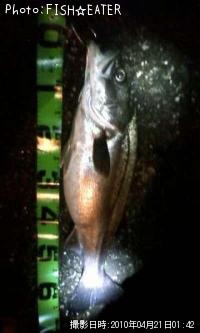 �ޥ륹����