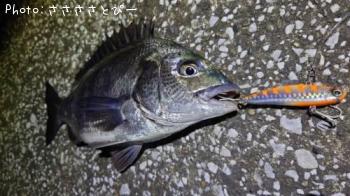 �������������ʤ�