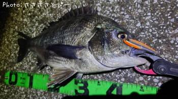 �������������ʤ�