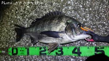 �������������ʤ�