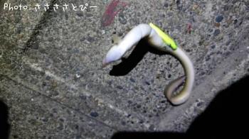 �������������ʤ�