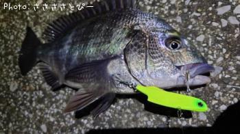 �������������ʤ�