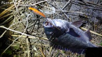 �������������ʤ�