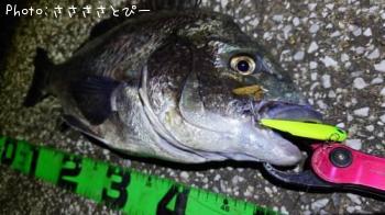 �������������ʤ�