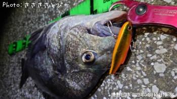 ���������������Х�